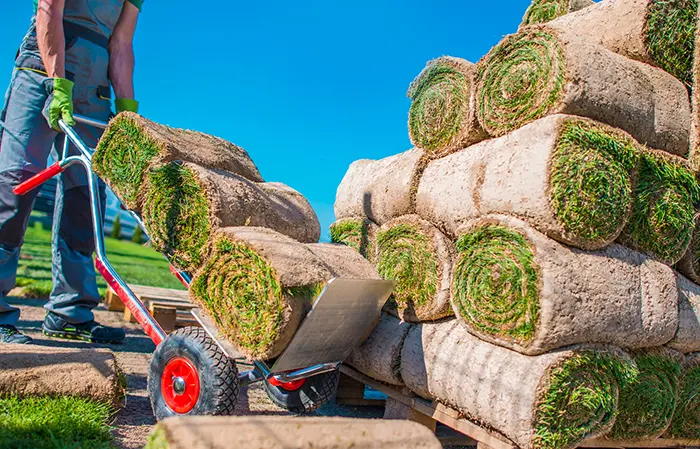 How long after installing sod can you walk on it in Vista CA