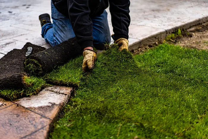 How long after installing sod can you walk on it in Vista CA