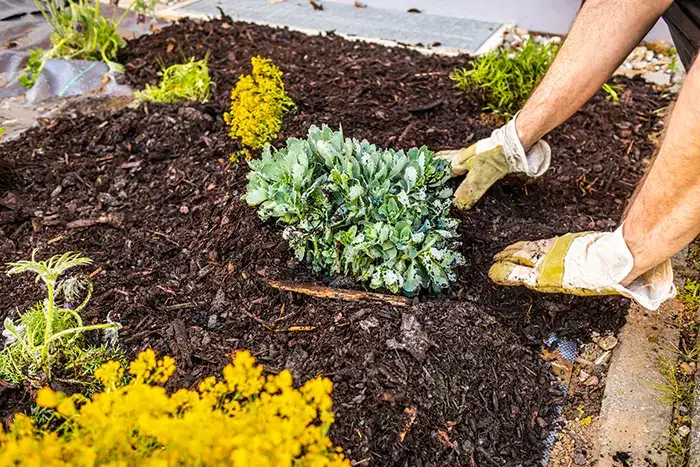 How long does mulch last in Vista CA