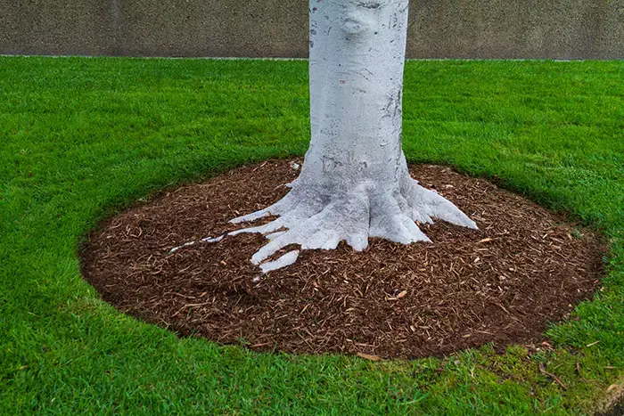 Mulching in Vista CA