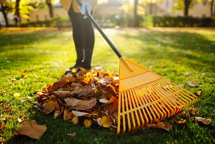 Yard Cleanup in Vista CA