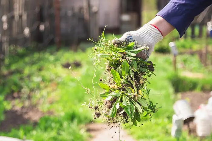 how to clear a yard full of weeds in Vista CA